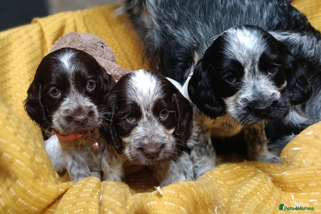 Cocker Spaniel dogs for sale: Show Type blue/Tri/chocolate Roan Cocker Spaniels  - Image 30