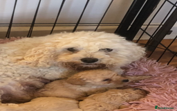Poochon dogs for sale: Poochon pups for sale - Image 7