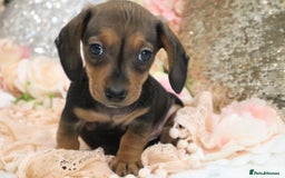 Miniature Dachshund dogs for sale: KC Registered Miniature Dachshund Puppies - Image 19