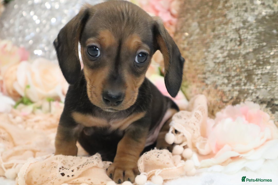 Miniature Dachshund dogs for sale: KC Registered Miniature Dachshund Puppies - Image 19