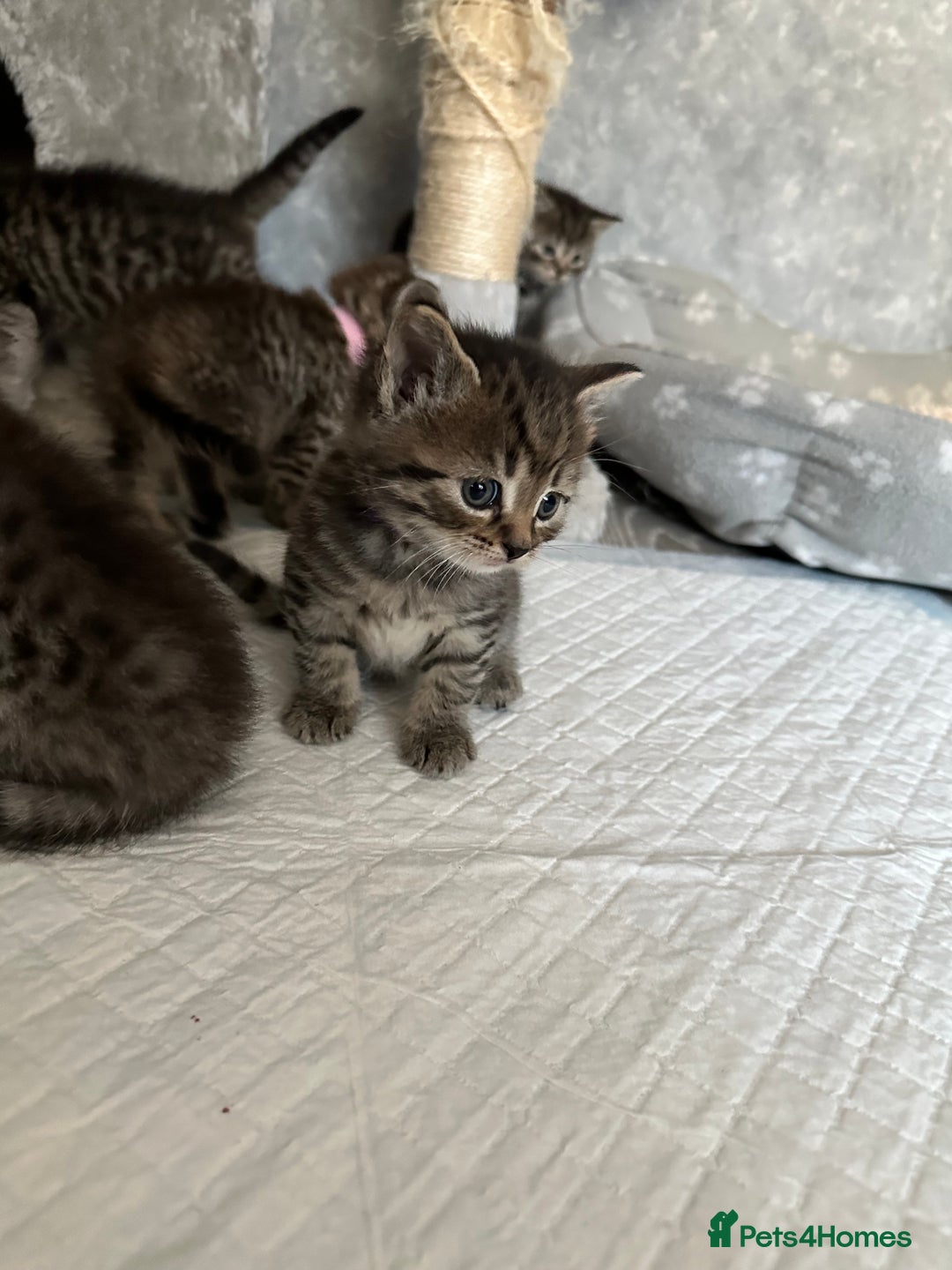 Scottish Fold cats for sale: Scottish fold/straight - Image 24
