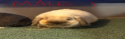 Mini Lop rabbits for sale: MALE AND FEMALE MINI LOPS ADULTS  - Advert 7