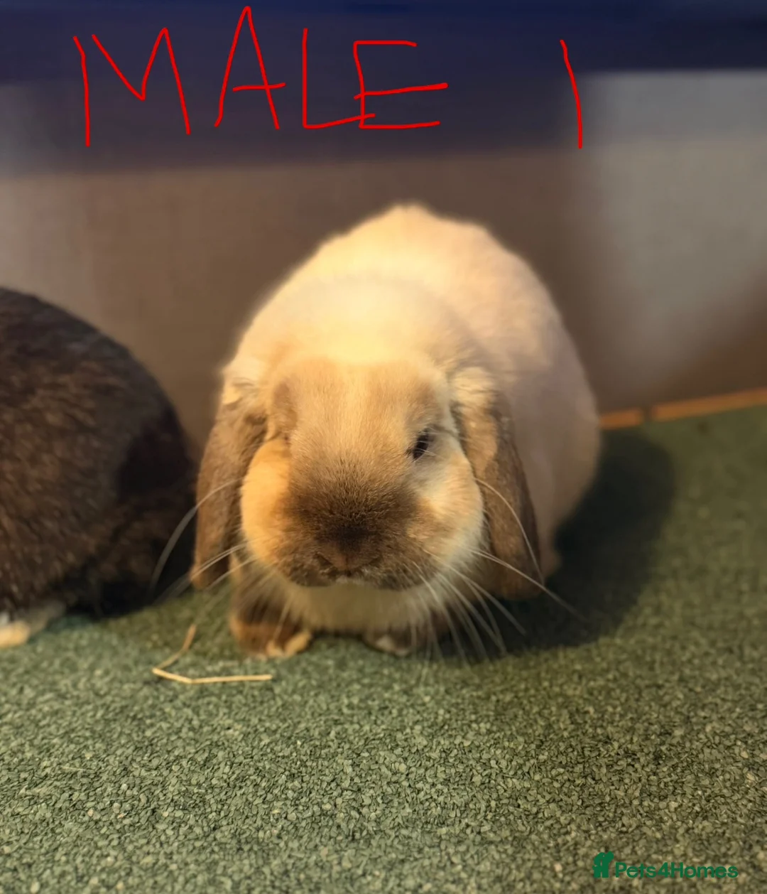 Mini Lop rabbits for sale: MALE AND FEMALE MINI LOPS ADULTS  - Advert 7