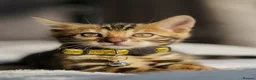 Bengal cats for sale: ONLY 4 LEFT - HEALTH/DNA TESTED BENGALS - Advert 1