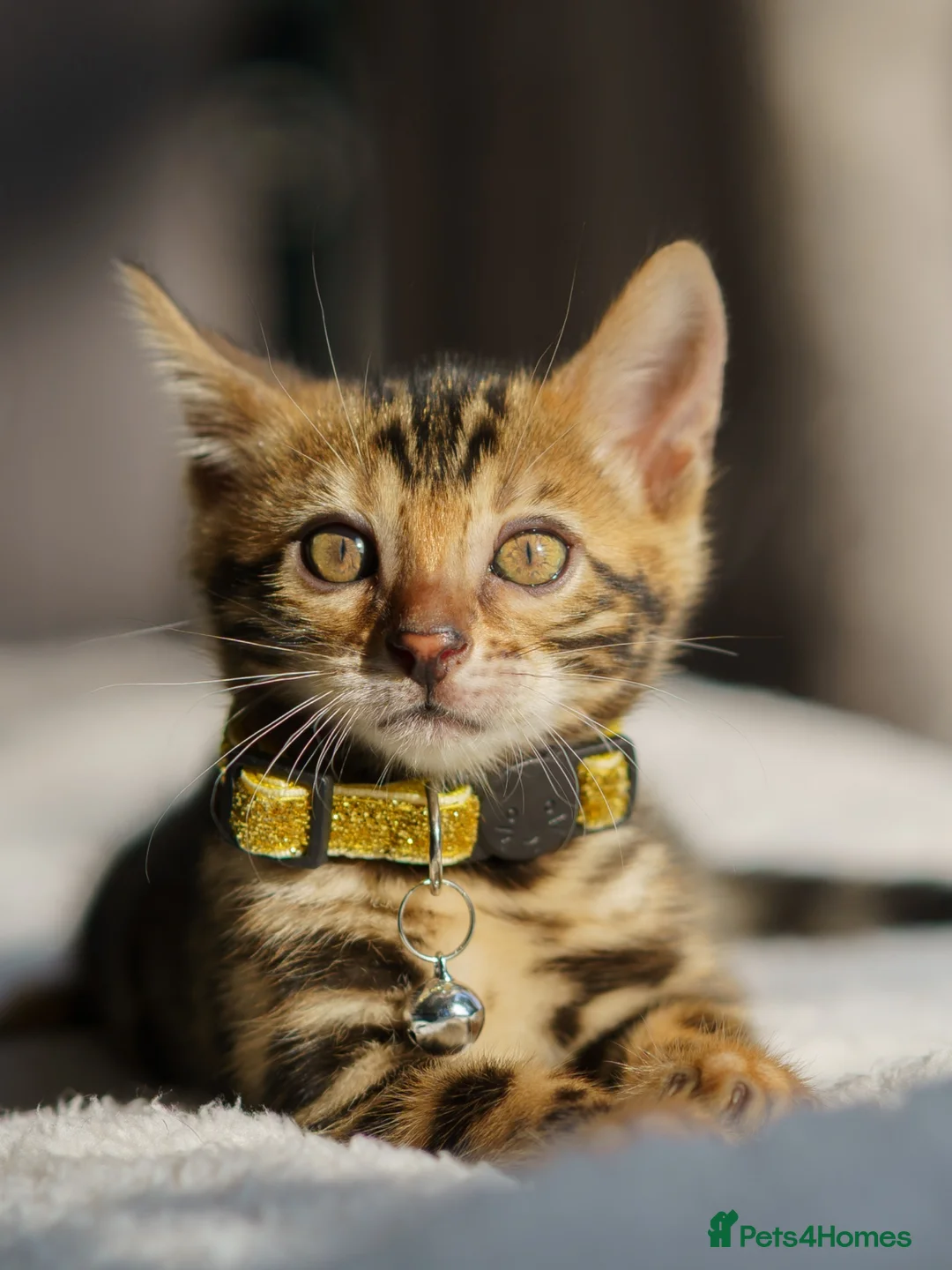 Bengal cats for sale: ONLY 4 LEFT - HEALTH/DNA TESTED BENGALS - Advert 1