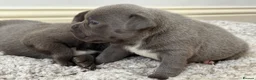 Staffordshire Bull Terrier dogs for sale: Staffordshire Bull Terrier puppies!  - Advert 5