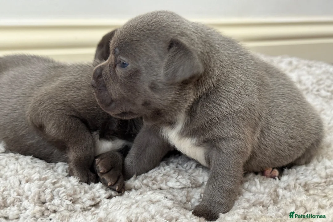 Staffordshire Bull Terrier dogs for sale: Staffordshire Bull Terrier puppies!  - Advert 5
