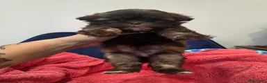 Puppy 2