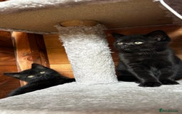 British Shorthair cats for sale: Kittens for forever homes - Image 13