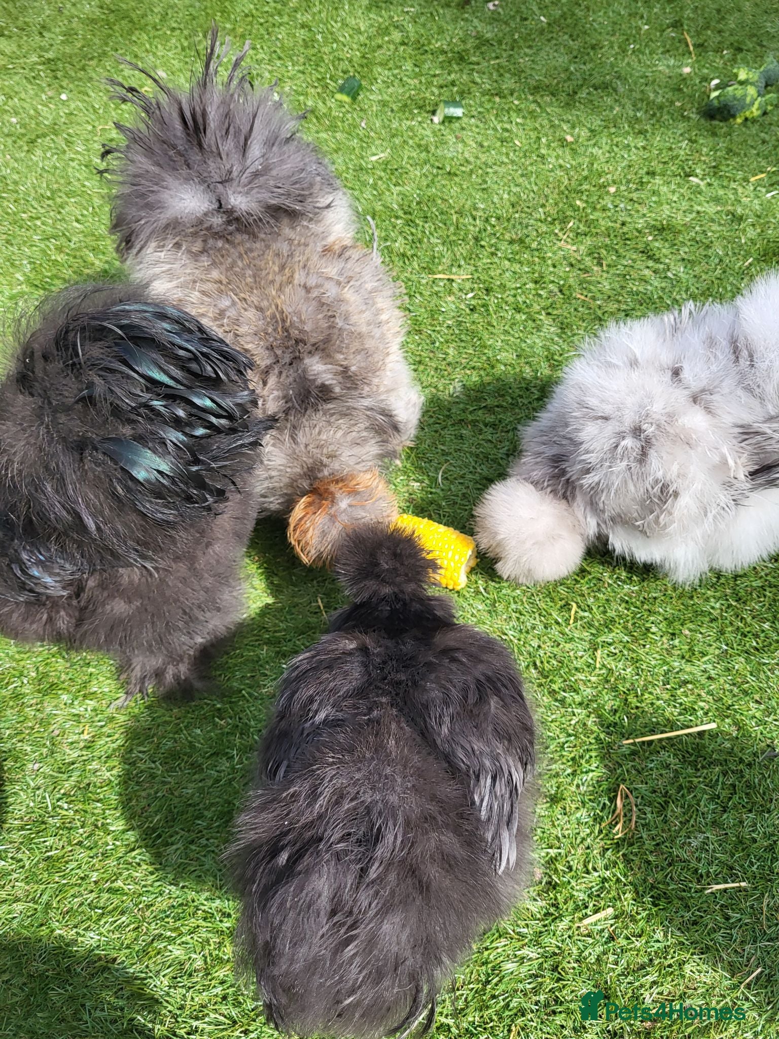 Chickens poultry 3 bearded silkie cockerels  - Advert 3