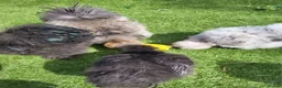 Chickens poultry for sale: 3 bearded silkie cockerels  in Cardiff - Advert 1