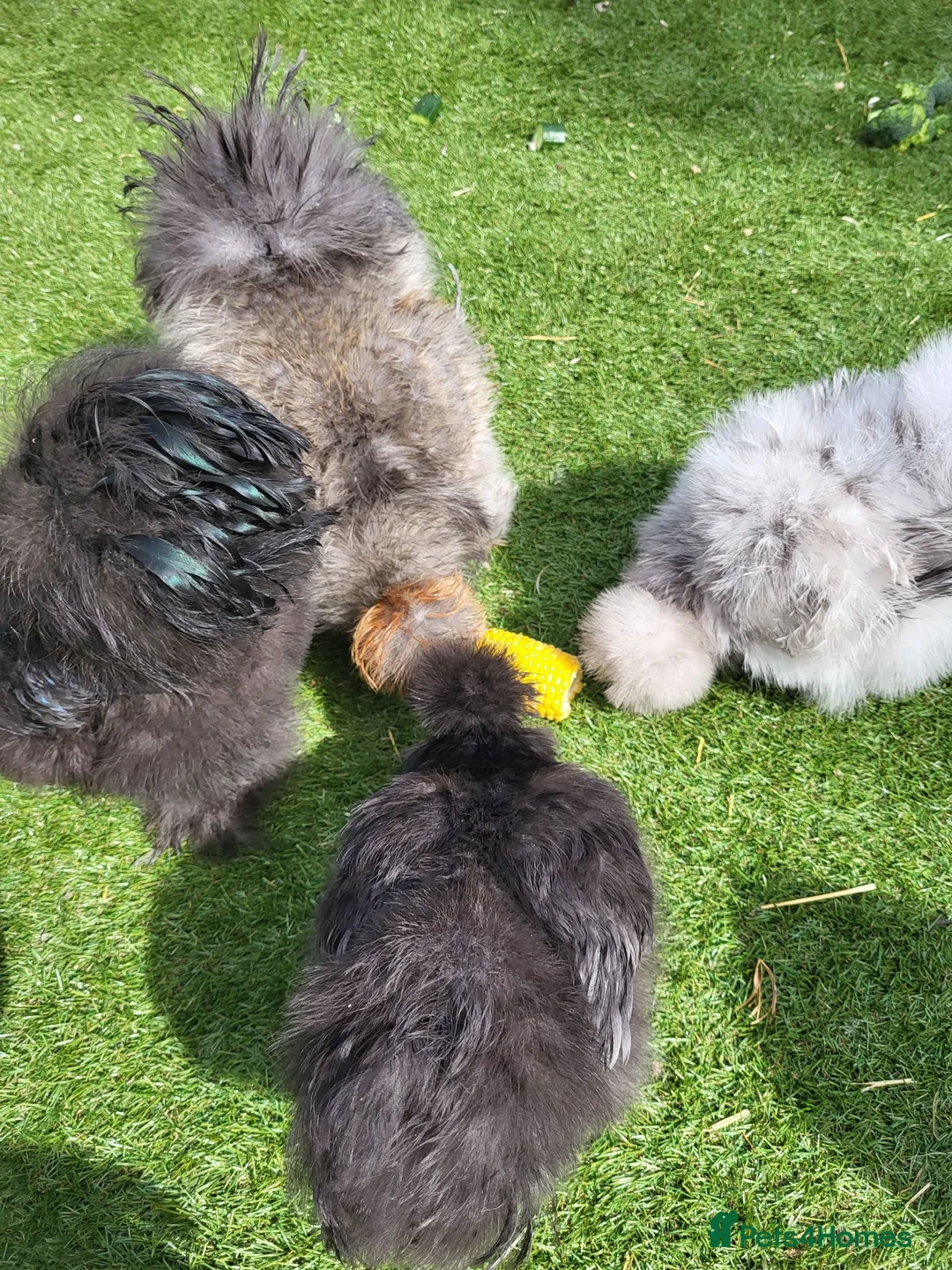 Chickens poultry for sale: 3 bearded silkie cockerels  in Cardiff - Advert 1
