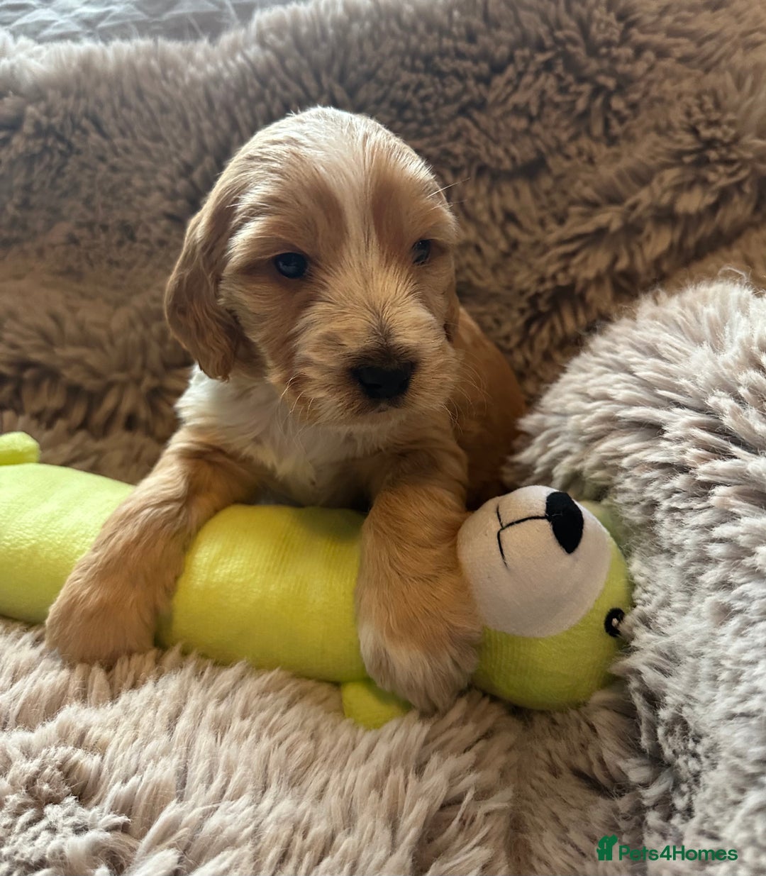 Mixed Breed dogs for sale: Australian Labradoodle puppies - Advert 20