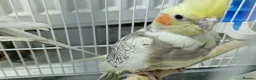 Cockatiels birds for sale: Super silly hand tamed baby cockatiels  - Advert 6