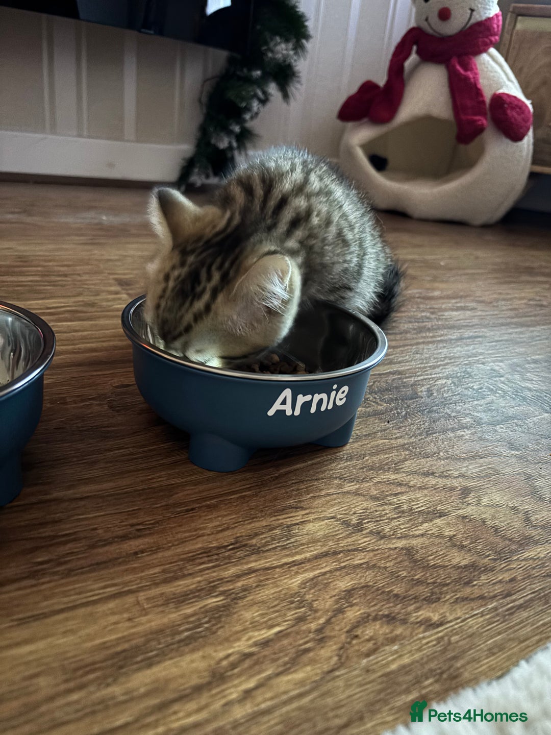 British Shorthair cats for sale: Arnie gorgeous wee affectionate boy - Advert 6