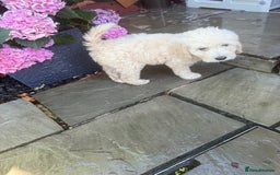 Goldendoodle dogs for sale: F1B GOLDENDOODLE PUPPIES 2 BOYS AVAILABLE  in Farnham - Image 30
