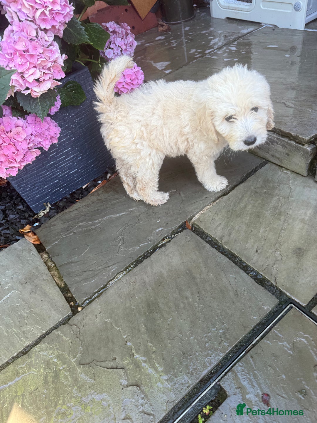 Goldendoodle dogs for sale: F1B GOLDENDOODLE PUPPIES 2 BOYS AVAILABLE  in Farnham - Image 30