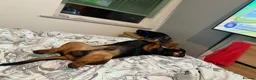 Dachshund dogs for sale: Dexter Male dachshund - almost 2 years old in Birkenhead - Advert 5