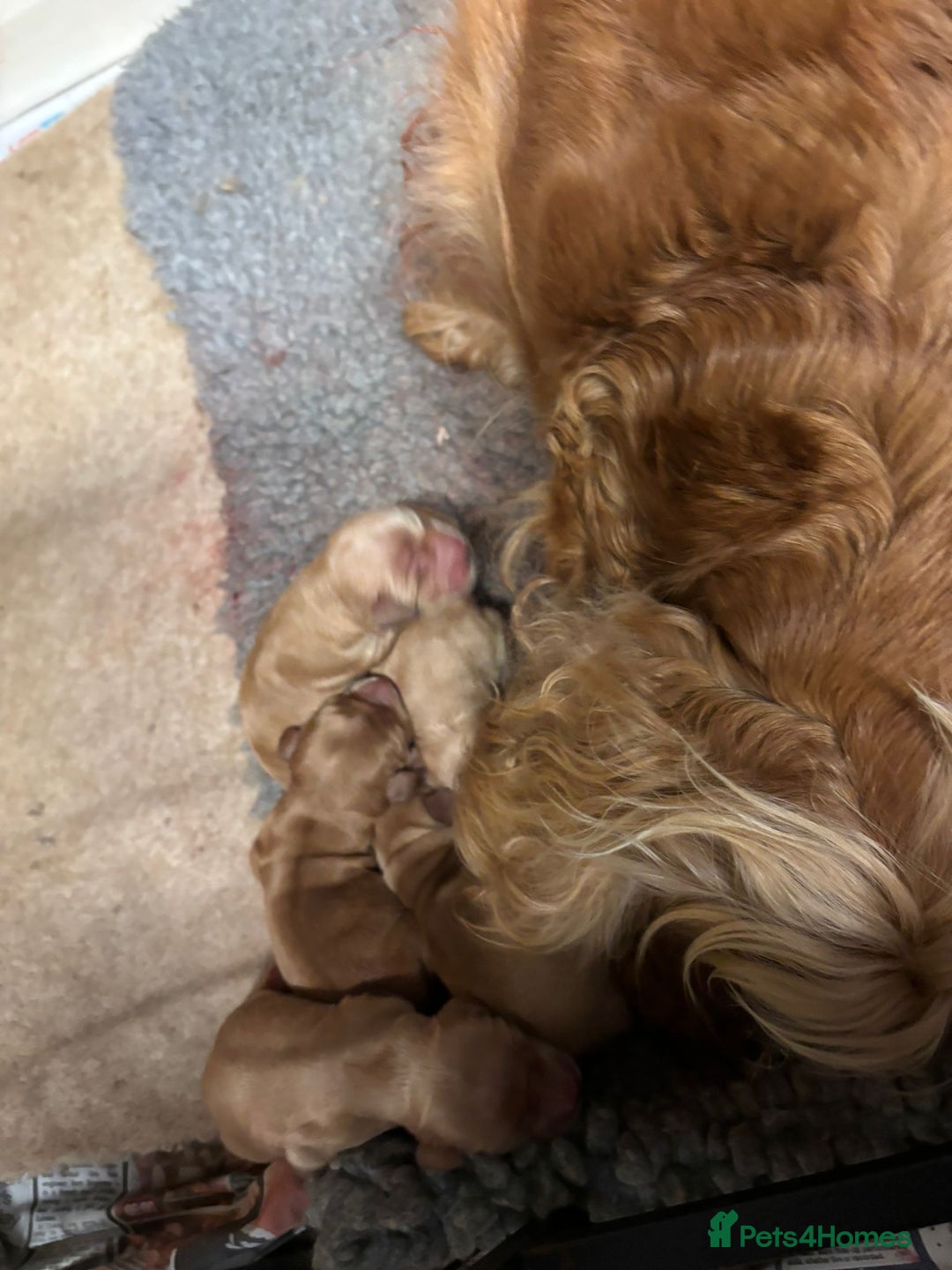 Cocker Spaniel dogs for sale: Outstanding KC Show Cocker Spaniels 🩷 - Advert 5
