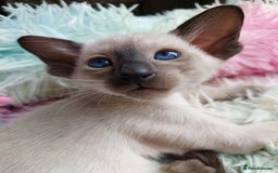 Siamese cats for sale: Siamese GCCF Registered Kittens - Image 9