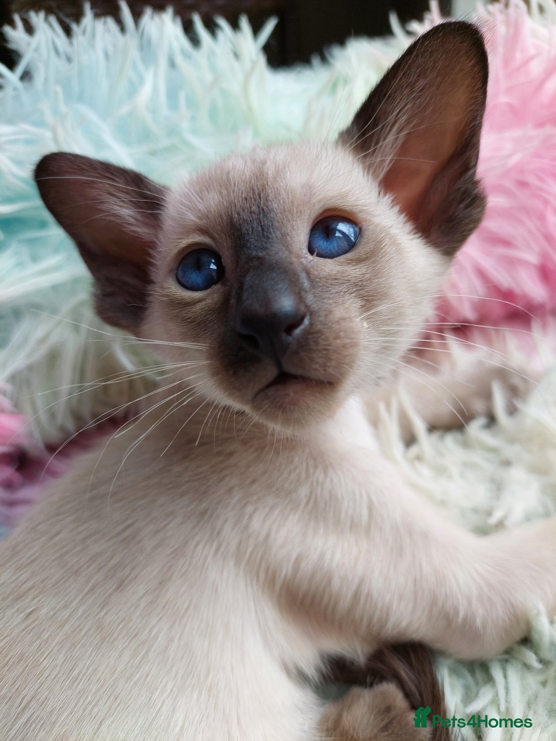 Siamese cats for sale: Siamese GCCF Registered Kittens - Image 9