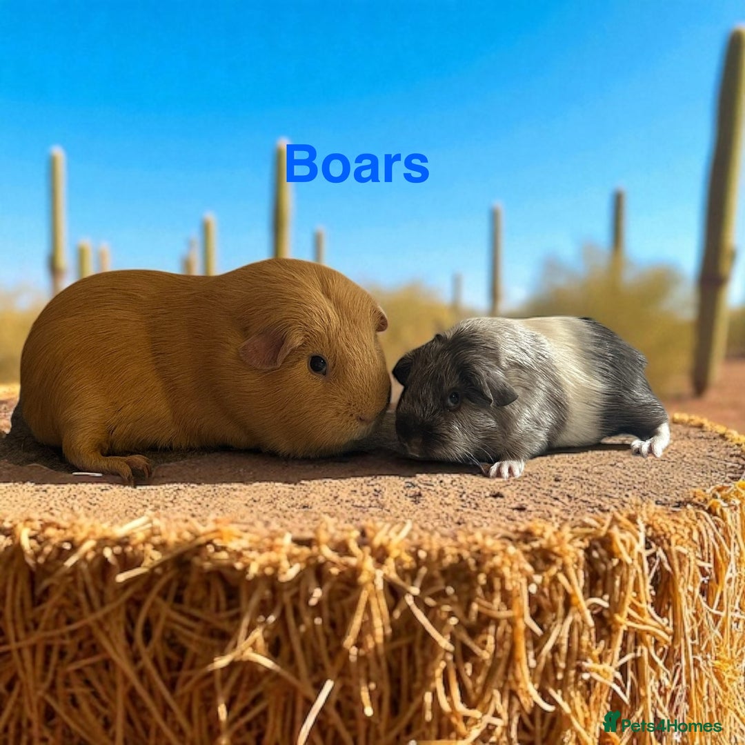 Guinea Pig rodents for sale: Guinea Pigs Boars & Sows from Show Stock Satins in Atherstone - Image 2