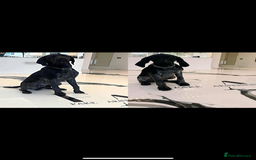 German Shorthaired Pointer dogs for stud: Top Class KC GSP STUD (SHOW LINES)(proven)(CRUFTS) in Rotherham - Image 12