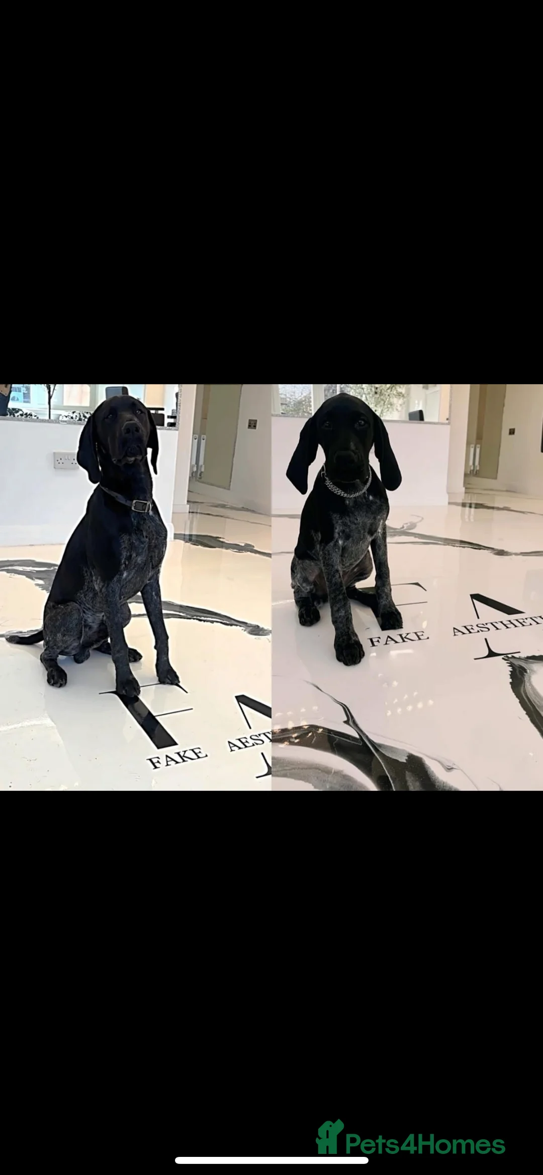 German Shorthaired Pointer dogs for stud: Top Class KC GSP STUD (SHOW LINES)(proven)(CRUFTS) in Worksop - Advert 22