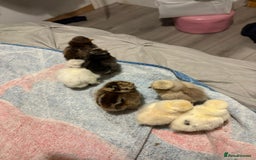 Chickens poultry for sale: 2 silkies and 5 polish chamois frizzle chicks - Image 1
