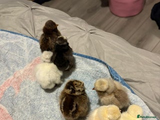 Chickens poultry - Advert 12