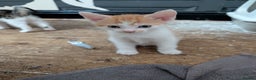 Mixed Breed cats for sale: Re available* ginger male for sale  - Advert 1