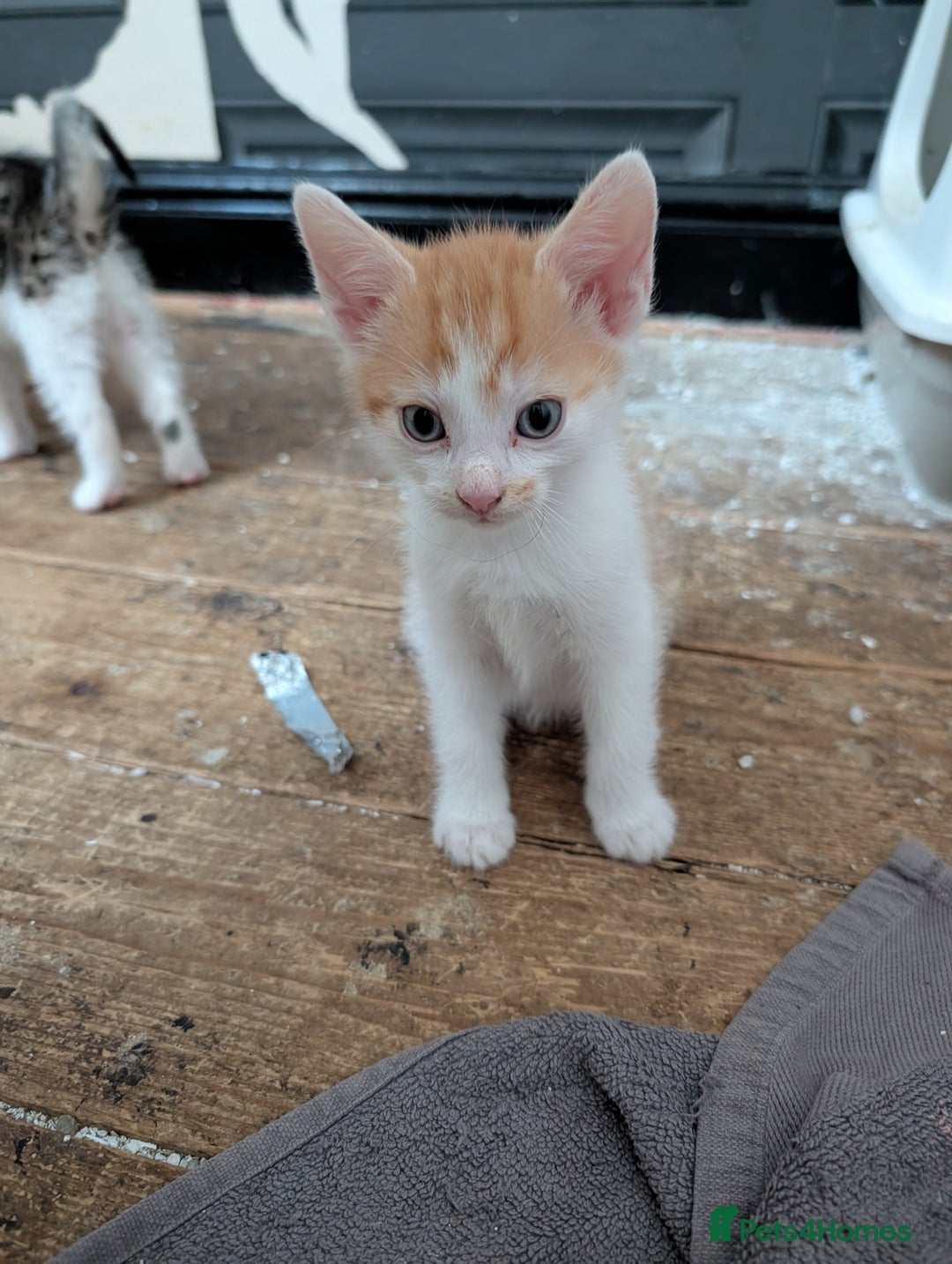 Mixed Breed cats for sale: Re available* ginger male for sale  - Advert 1