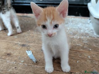 Mixed Breed cats Re available* ginger male for sale - Advert 4