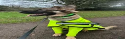 German Shepherd dogs for sale: Gentle 2 year old SPAYED German Shepherd in Exeter - Advert 13