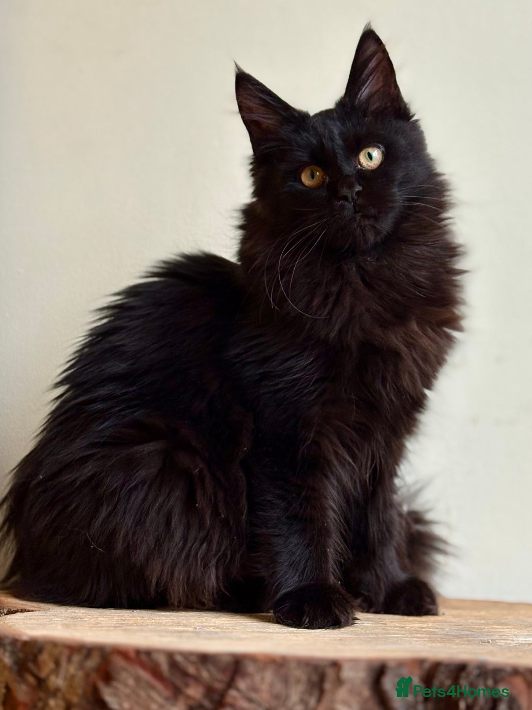 Maine Coon cats for sale: Beautiful pure bread maine coon kittens  - Image 32