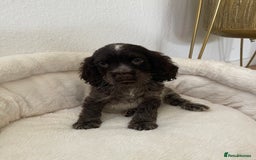 Cocker Spaniel dogs for sale: KC Show Chocolate Roan Boy! - ready 5th October!! - Image 2