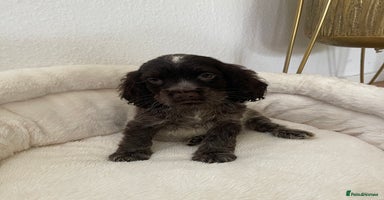 Cocker Spaniel dogs - Advert 9