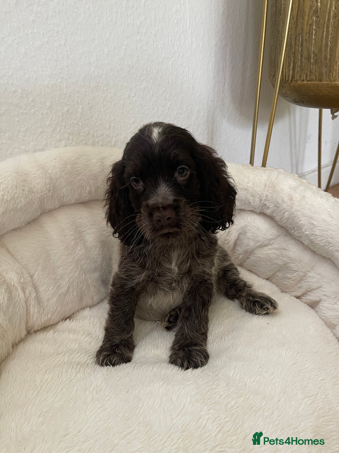 Cocker Spaniel dogs for sale: KC Show Chocolate Roan Boy! - ready 5th October!! - Image 2