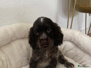 Cocker Spaniel dogs for sale: KC Show boy- READY TO GO- Fully vaccinated - Advert 1