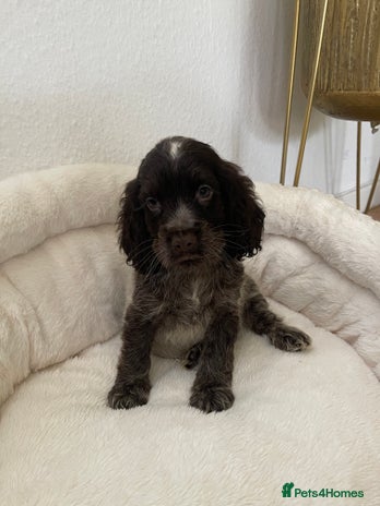 Cocker Spaniel dogs KC Show boy- READY TO GO- Fully vaccinated - Advert 5
