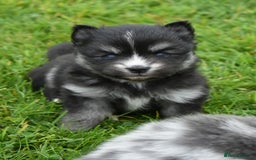 Pomsky dogs for sale: Merle Genuine Toy Size  Pomsky Puppies - Image 28
