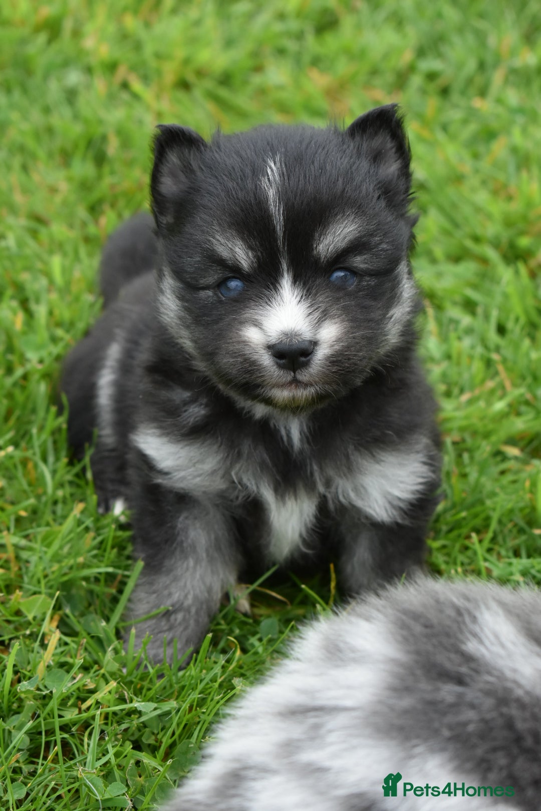 Pomsky dogs for sale: Merle Genuine Toy Size  Pomsky Puppies - Image 28