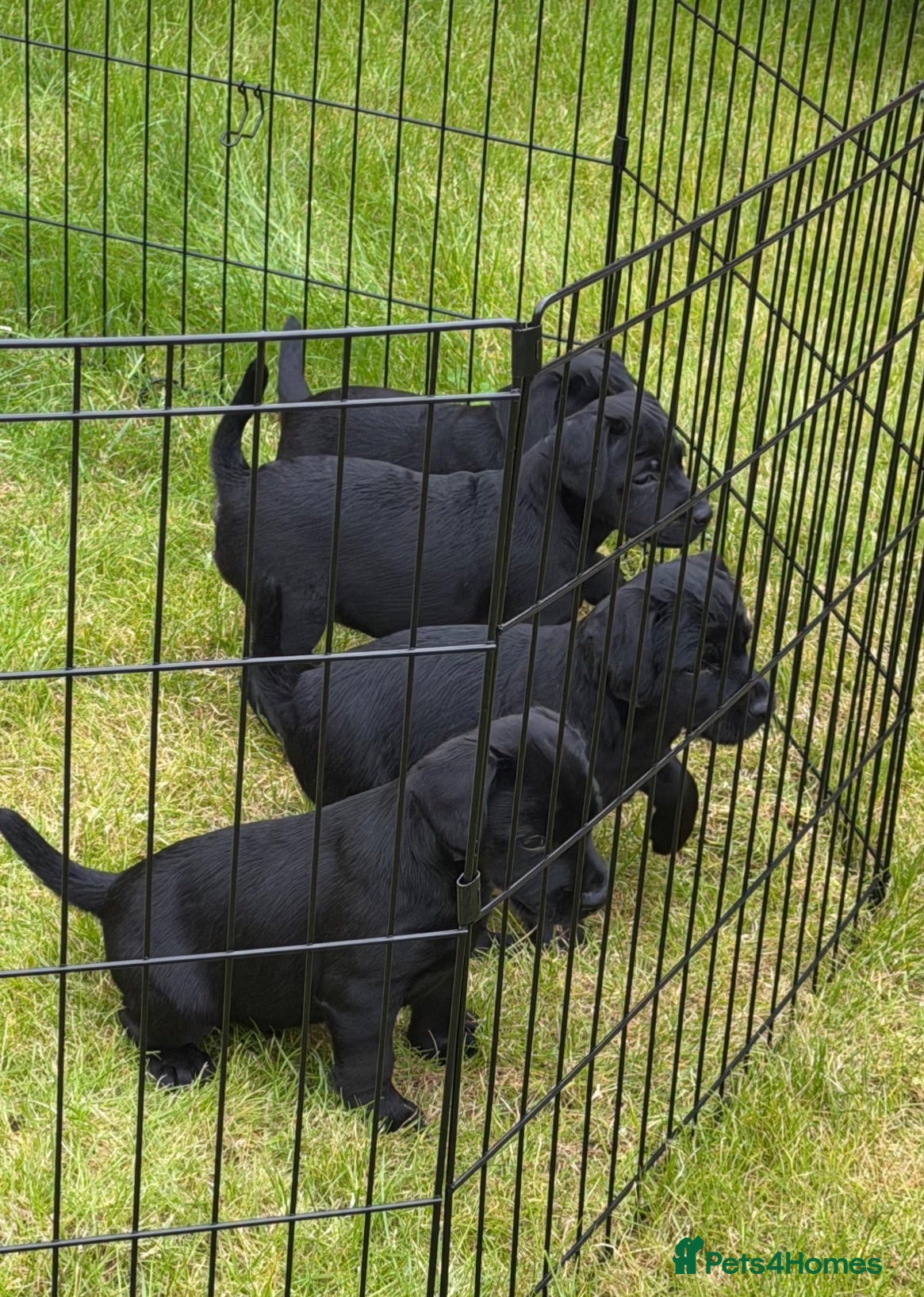 Patterdale Terrier dogs 3 patterdale terriers puppies available  - Advert 1