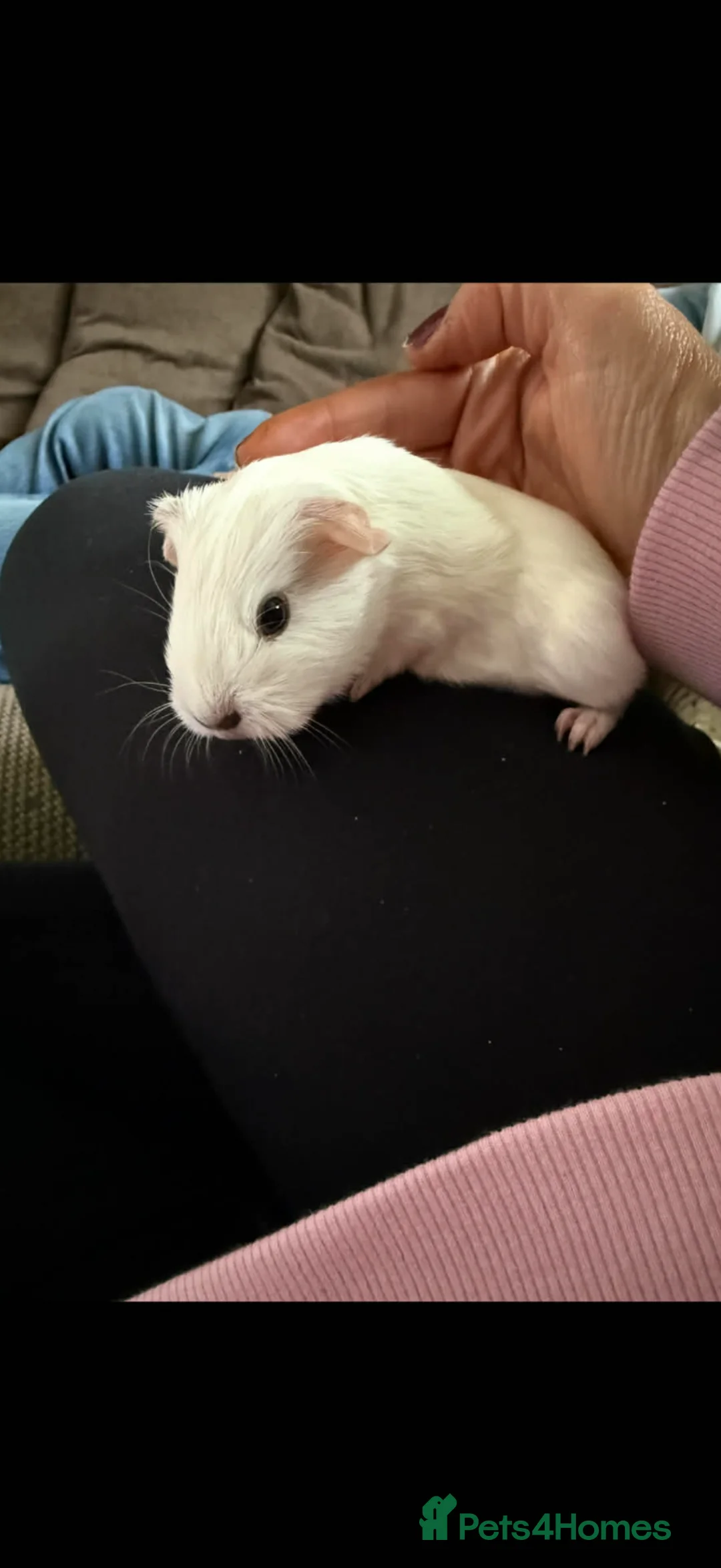 Guinea Pig rodents for sale: Baby hand tamed guinea pigs  - Advert 2