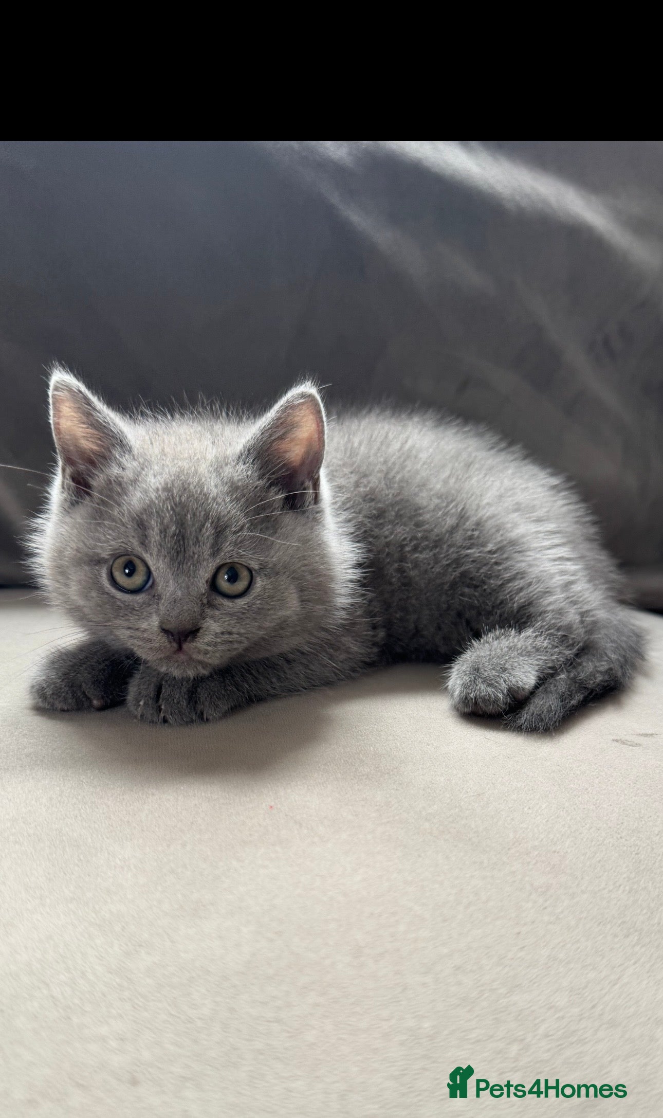 British Shorthair cats LOWER PRICE due to Hols, Golden & Blue BSH Kittens - Advert 2
