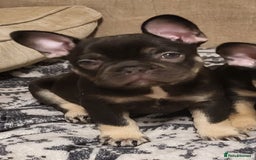 French Bulldog dogs for sale: Beautiful frenchie puppies  - Image 2
