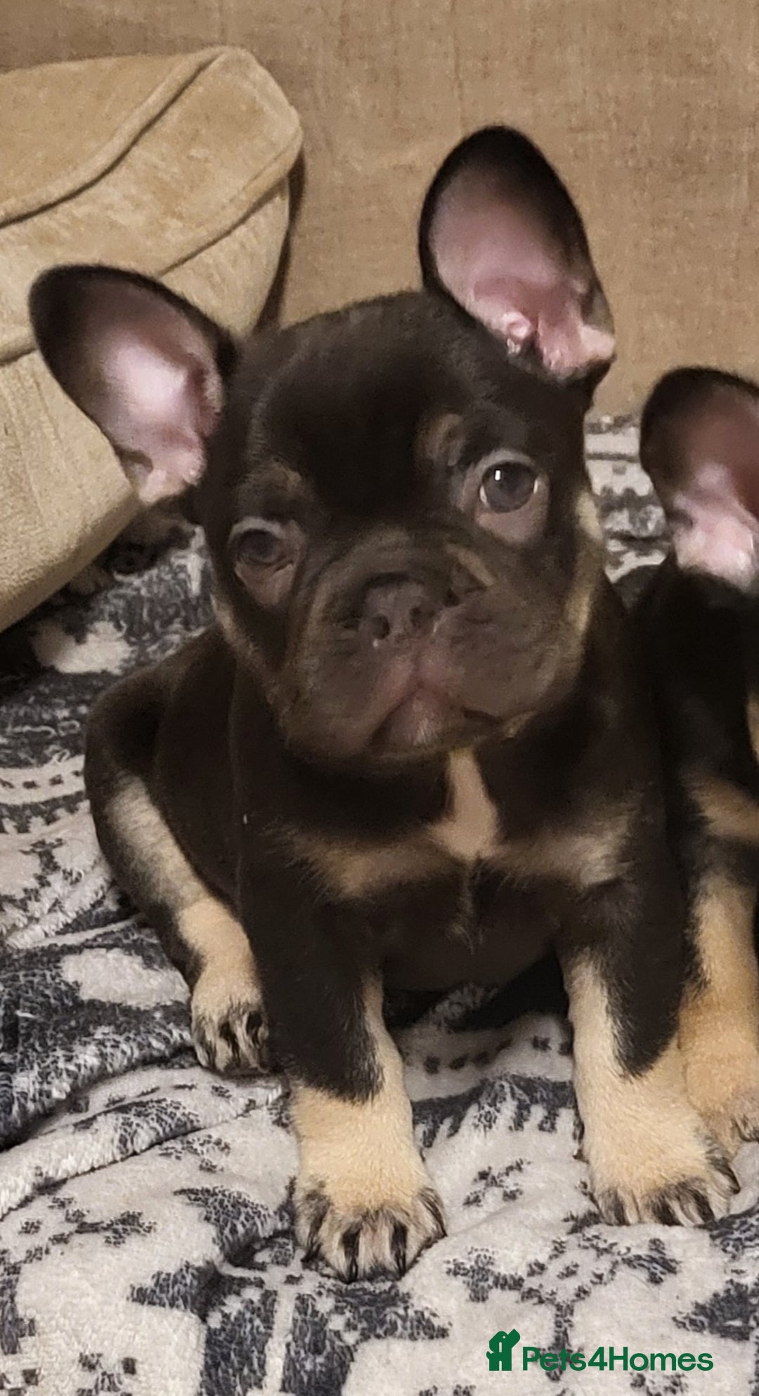 French Bulldog dogs for sale: Beautiful frenchie puppies  - Image 2