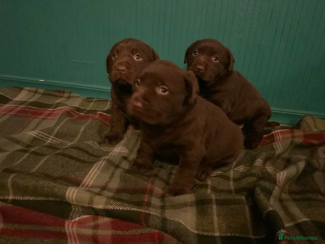 Labrador Retriever dogs for sale: Stunning chunky chocolate Labrador puppies  - Advert 6