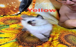 Ragdoll cats for sale: 🐈❤️5 Pure Ragdolls Waiting for Loving Family❗️❤️ - Image 25