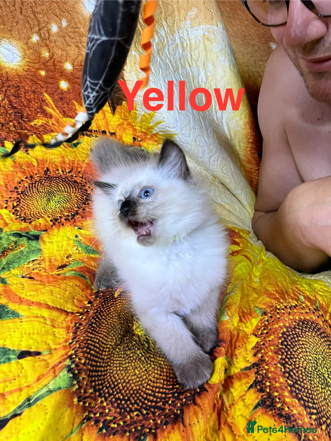 Ragdoll cats for sale: 🐈❤️5 Pure Ragdolls Waiting for Loving Family❗️❤️ - Image 25
